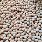 фото Горох продовольственный