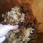 Фото №3 Бузины чёрной цвет . Цена за 100 грамм.