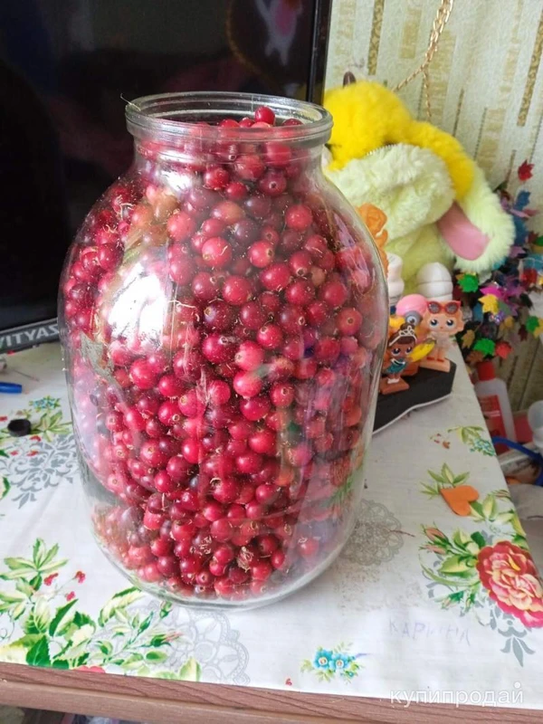 Фото Клюква