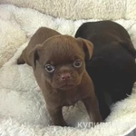 Фото №8 Брабансон черный и шоколадный