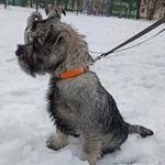 Фото №7 Щенки шнауцера ищут любящих хозяев.