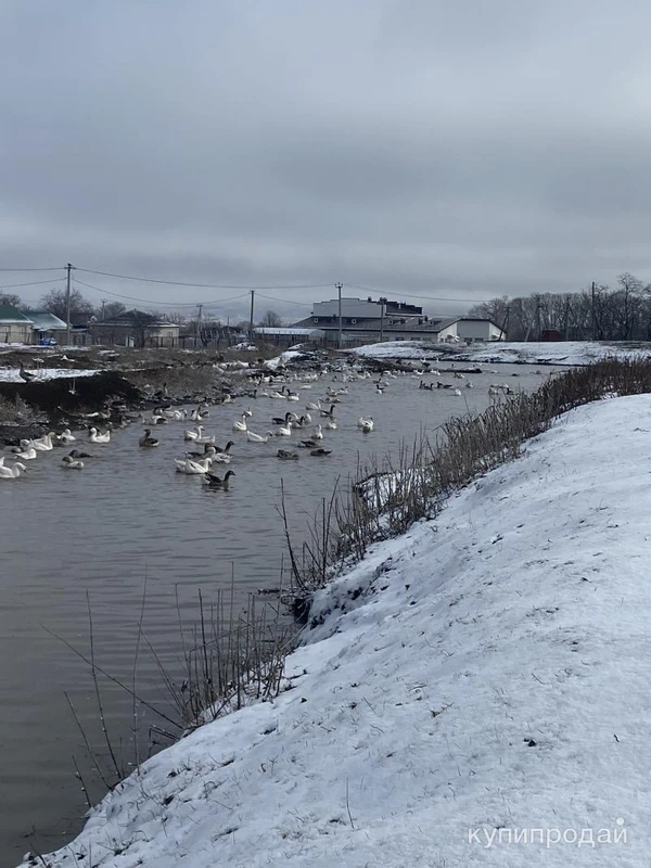 Фото Гуси