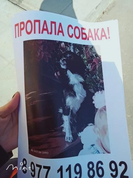 Фото Пропала собака