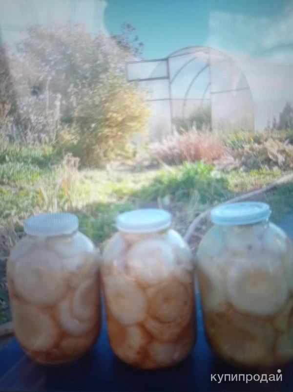 Фото Гриб груздь соленый