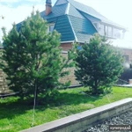 Фото №3 Саженцы Кедра,Ели,Сосны.