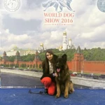 Фото №7 Дрессировка собак всех пород. Хендлинг. Кинолог