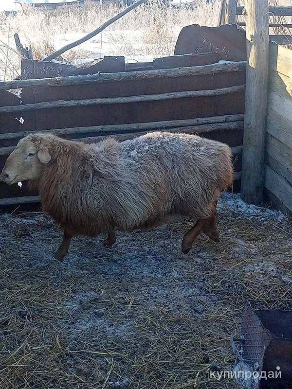 Фото Продаётся баран.