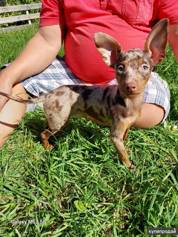 Фото ПРАЖСКИЙ КРЫСАРИК