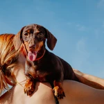 Фотограф анималист