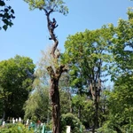 Фото №13 Спил деревьев.Спилить дерево.
