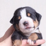 Фото №5 Щенки Большого Швейцарского Зенненхунда