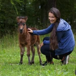 Фото №9 Продажа пони. Пони-ферма