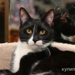 Фото №2 Гарик и Гошик