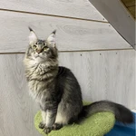 Фото №3 Котята мейн кун