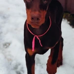 Фото №3 Щенки добермана РКФ