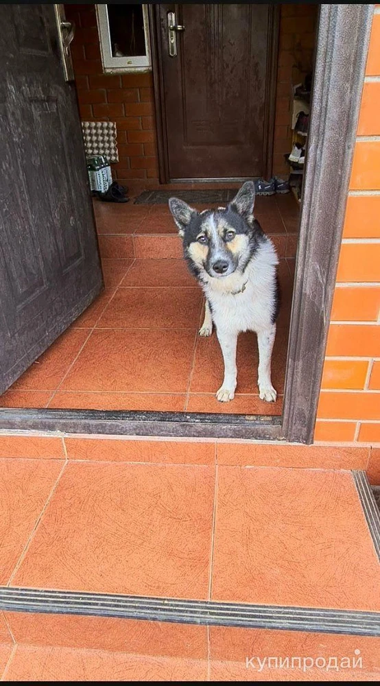 Фото Красавец и умница Норд в дар