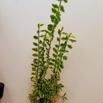 Фото №2 Педилантус