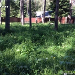 Фото №9 Покос травы. Расчистка участка