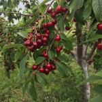 Фото №2 Готовый бизнес, черешневый сад 11,4 Га