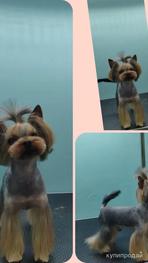 Фото Продажа щенков