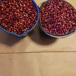 фото Клюква свежая, Кг