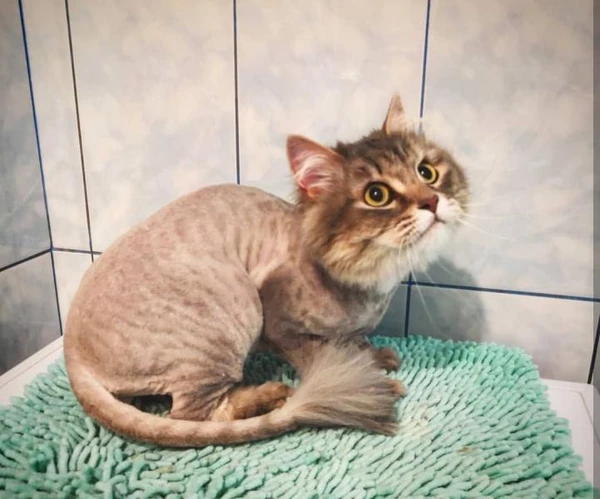Фото Стрижка собак и кошек 