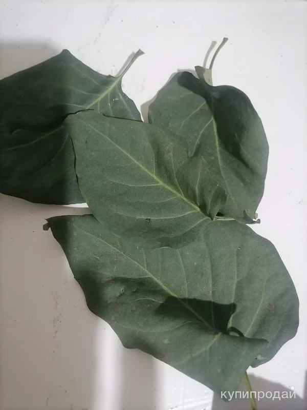 Фото Листья сирени. Цена за 100 грамм.