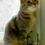 Фото №3 Алиса ждет любящих родителей