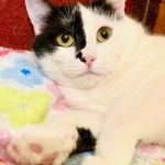 Фото №7 Уникальная красавица кошечка Маска ищет дом