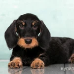 Фото №2 Такса жесткошерстная стандартная - "Из Ново-Переделкино"