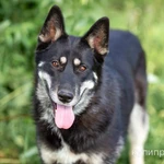 Фото №10 Овчарка в дар