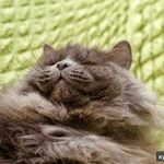 Фото №2 Роскошный красавец нибелунг Ротшильд в добрые руки