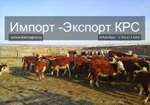 фото Продажа коров, Бычков, Телят, нетелей и телок породы герефод