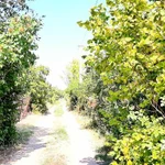 Фото №4 Дача 6 соток, СНТ Центральный, Дубовский р-н, Волгоградская обл.