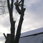 Вырубка, обрезка и удаление деревьев в Щелково, арбористика