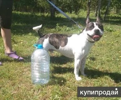 Фото Французского бульдога метиса взрослого - отдам