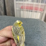 Фото №4 Канарейка