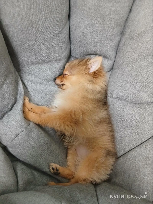 Фото Щенок шпиц девочка 4 мес