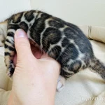 Фото №4 Элитные бенгальские котята из питомника Leopardetta