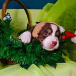 Фото №4 Щенок Австралийской овчарки