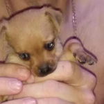 Фото №8 Продам щенков.