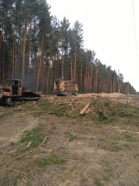 Фото Снос аварийных деревьев.расчистка от кустарника