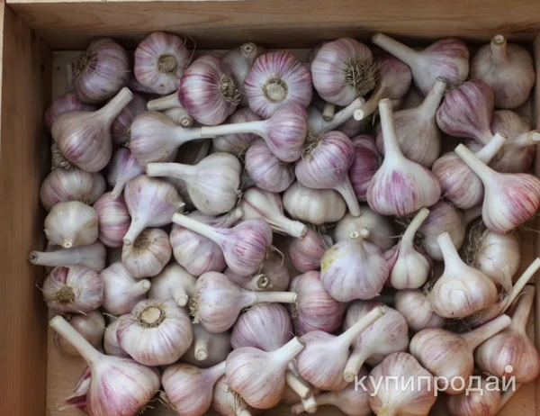 Фото Чеснок продам.