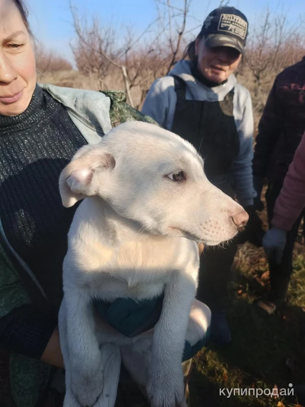 Фото Породистые щенки