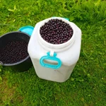 фото Черноплодная рябина