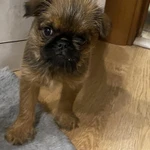 Фото №3 Продам щенка