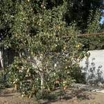 Фото №9 Дом 220 м2