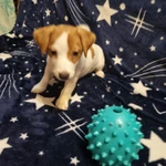 Фото №4 Продам щенка девочка джек рассел