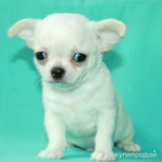 Фото №11 чихуахуа белоснежный мальчик шоу