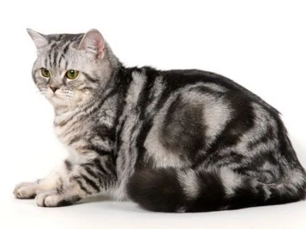Фото Выставочный груминг котов и кошек